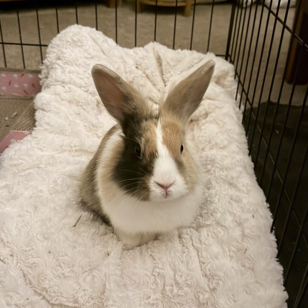 Barney, Adoptable, Young Male Dutch & Lionhead.