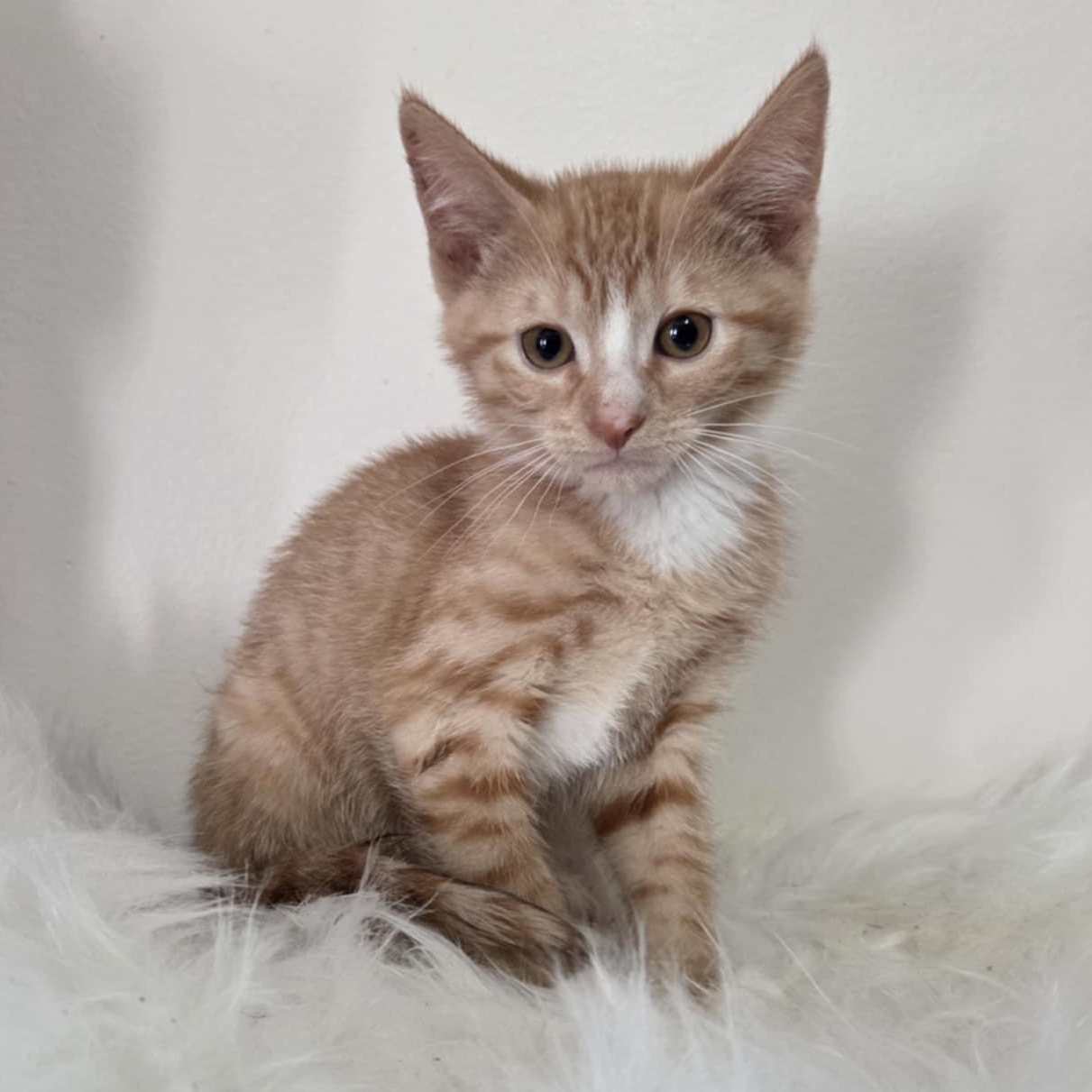 Pre-Adoption: Gale
