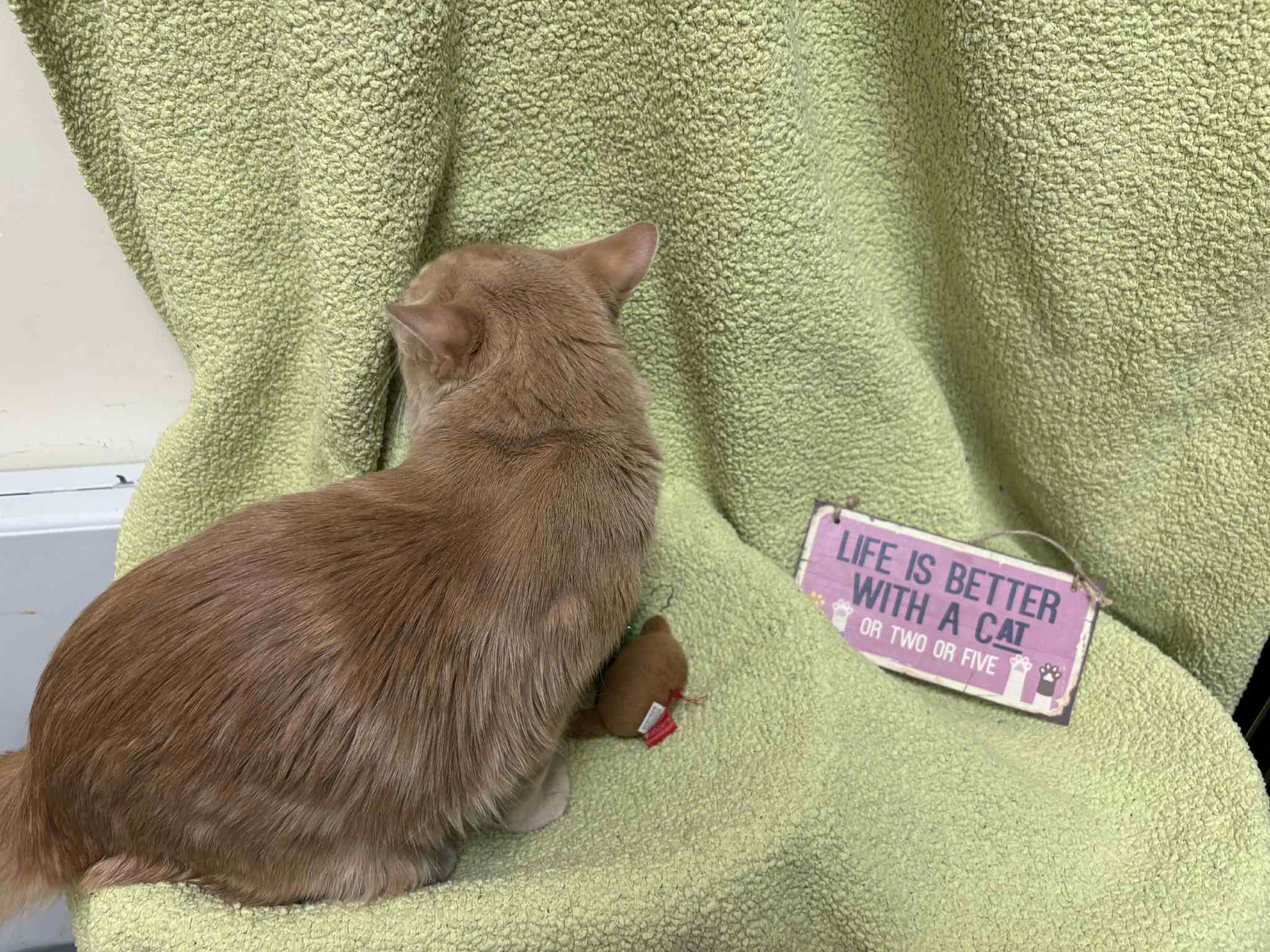 Enlarge Bibak aka Bibs, a Adoptable Domestic Medium Hair in London, ON image 2/4