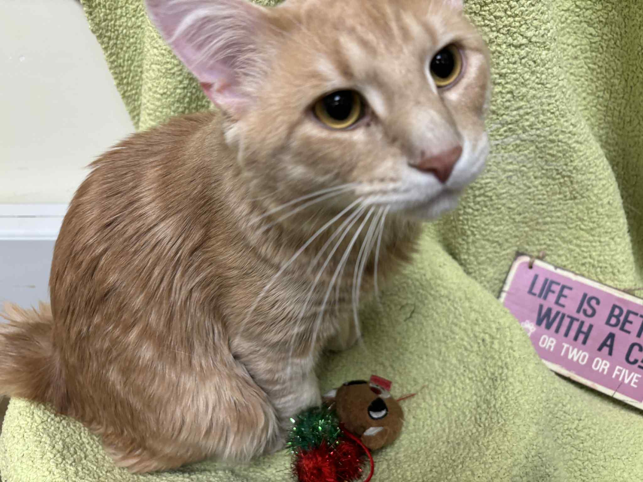 Bibak aka Bibs, Adoptable, Adult Male Domestic Medium Hair.