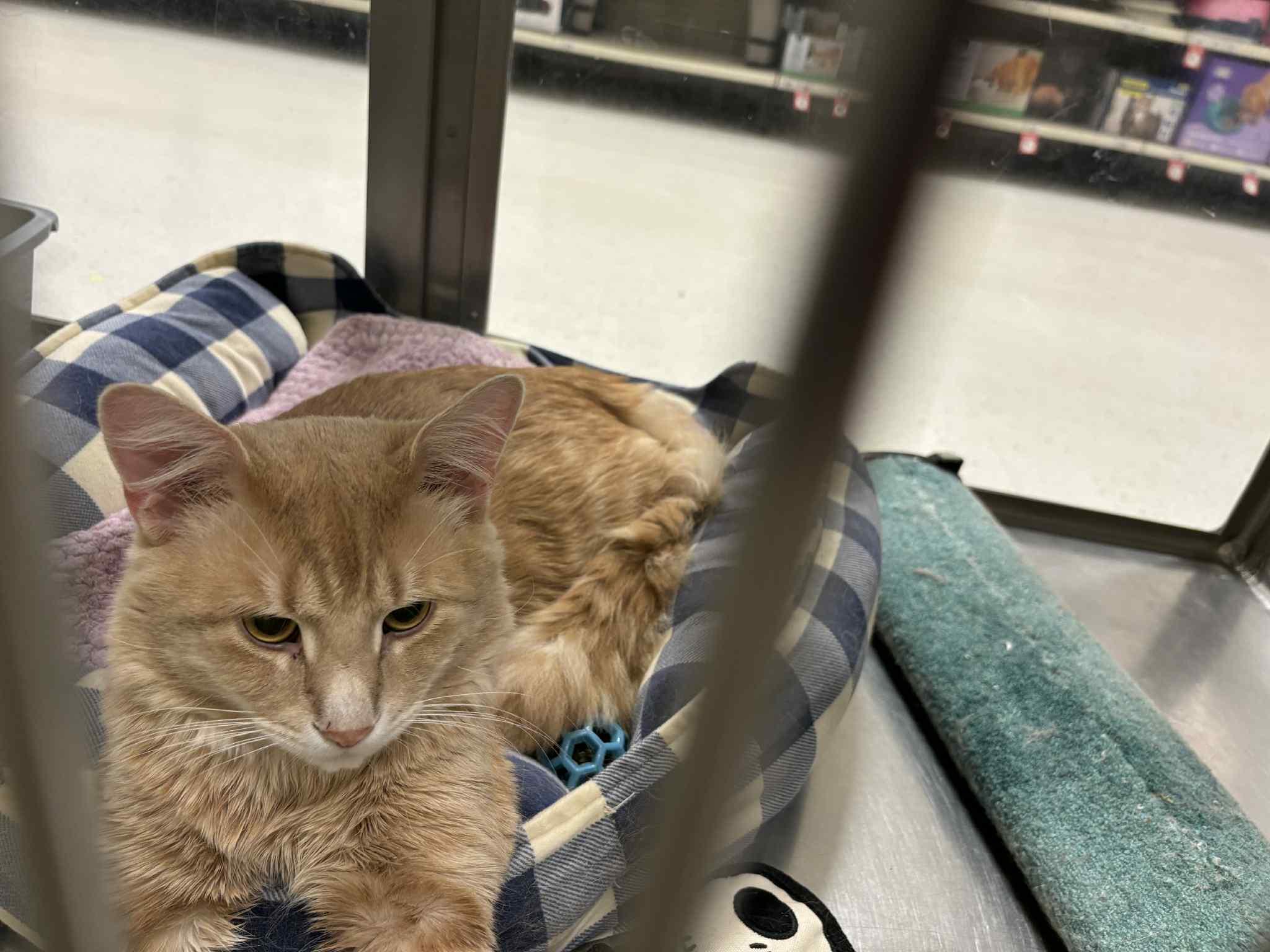 Enlarge Bibak aka Bibs, a Adoptable Domestic Medium Hair in London, ON image 3/4