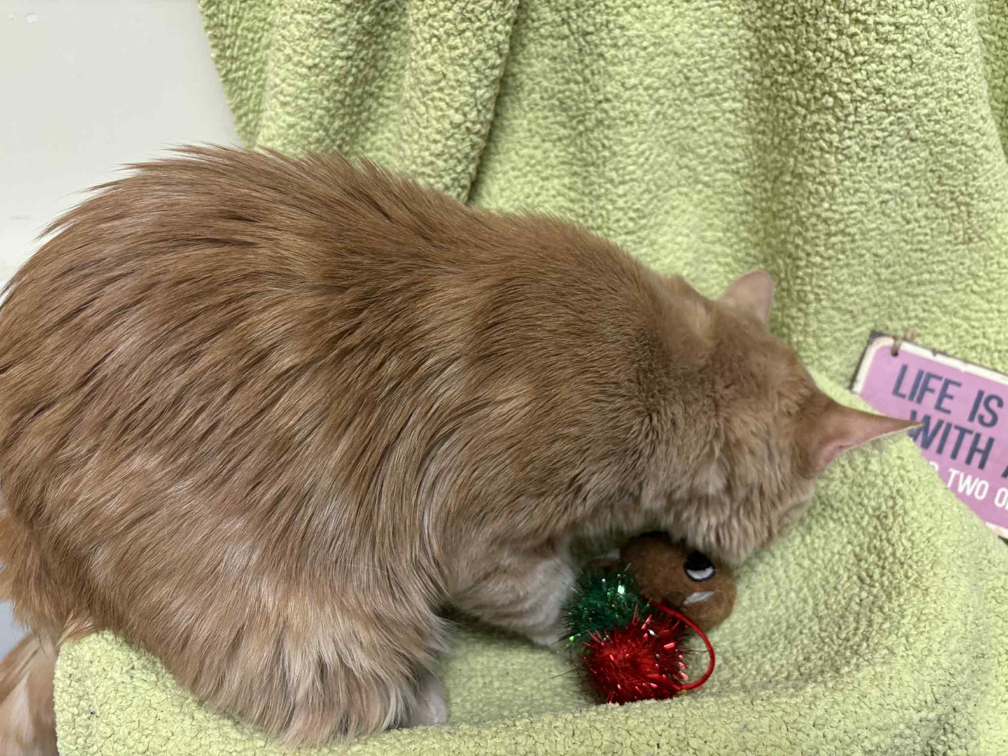 Enlarge Bibak aka Bibs, a Adoptable Domestic Medium Hair in London, ON image 4/4