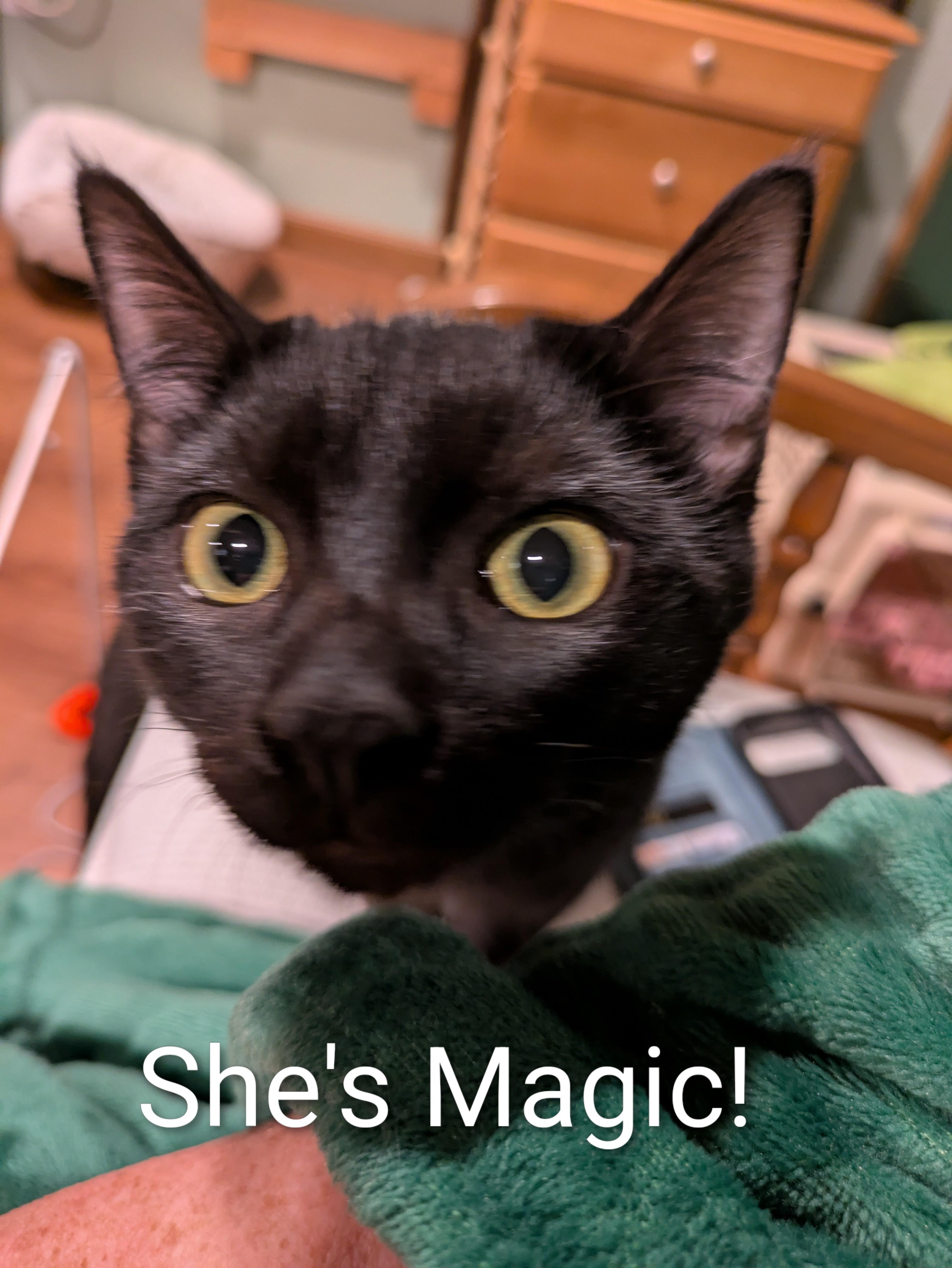 Frieda, a Adoptable mixed breed in West Richland, WA image 3/5