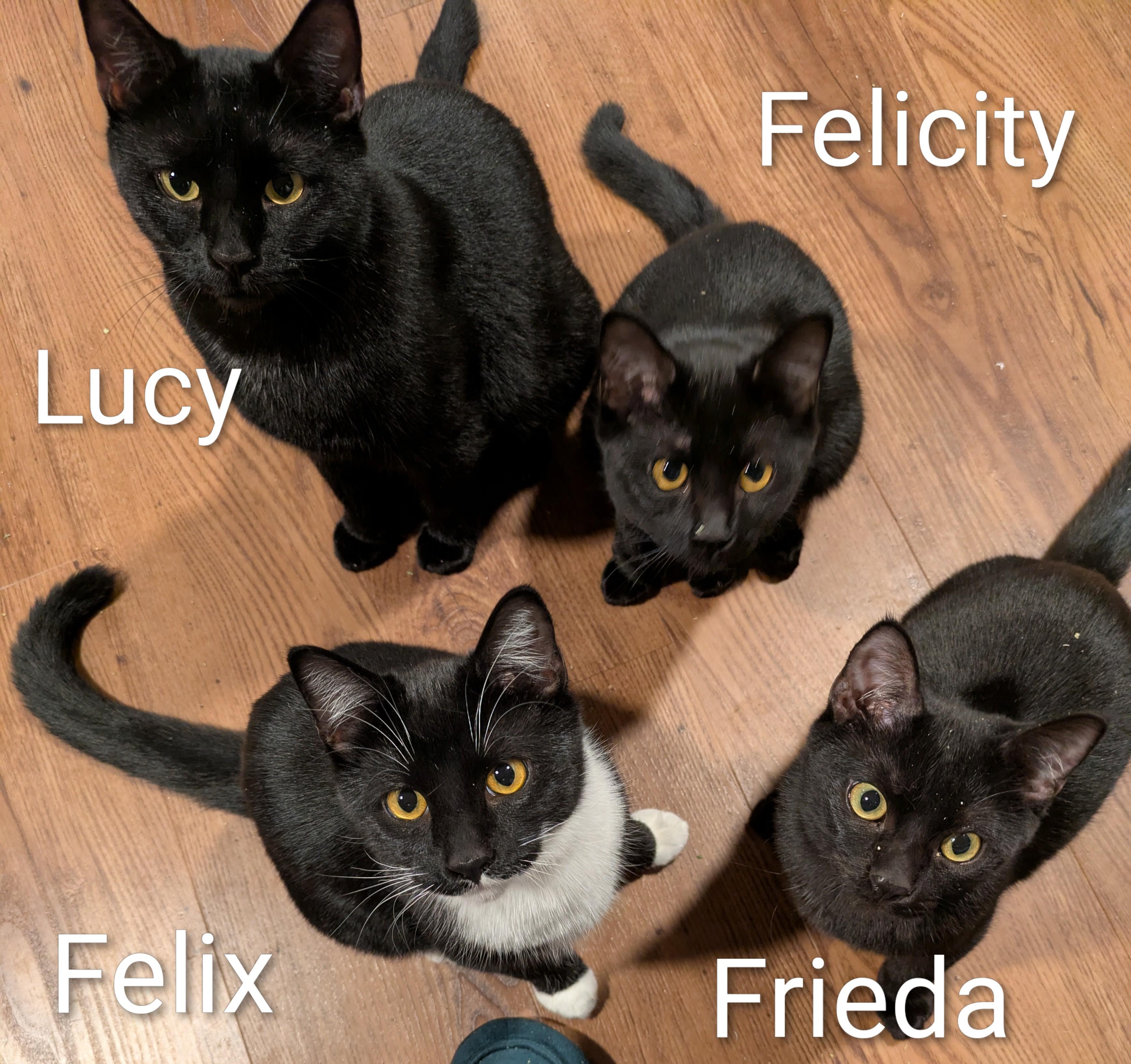 Frieda, a Adoptable mixed breed in West Richland, WA image 5/5