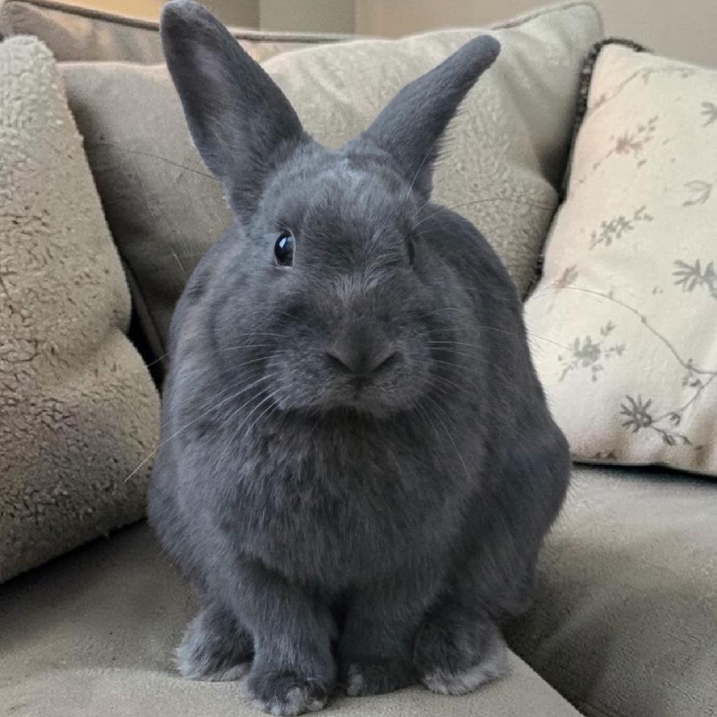 Cinder, Adoptable, Young Male Satin & Holland Lop.