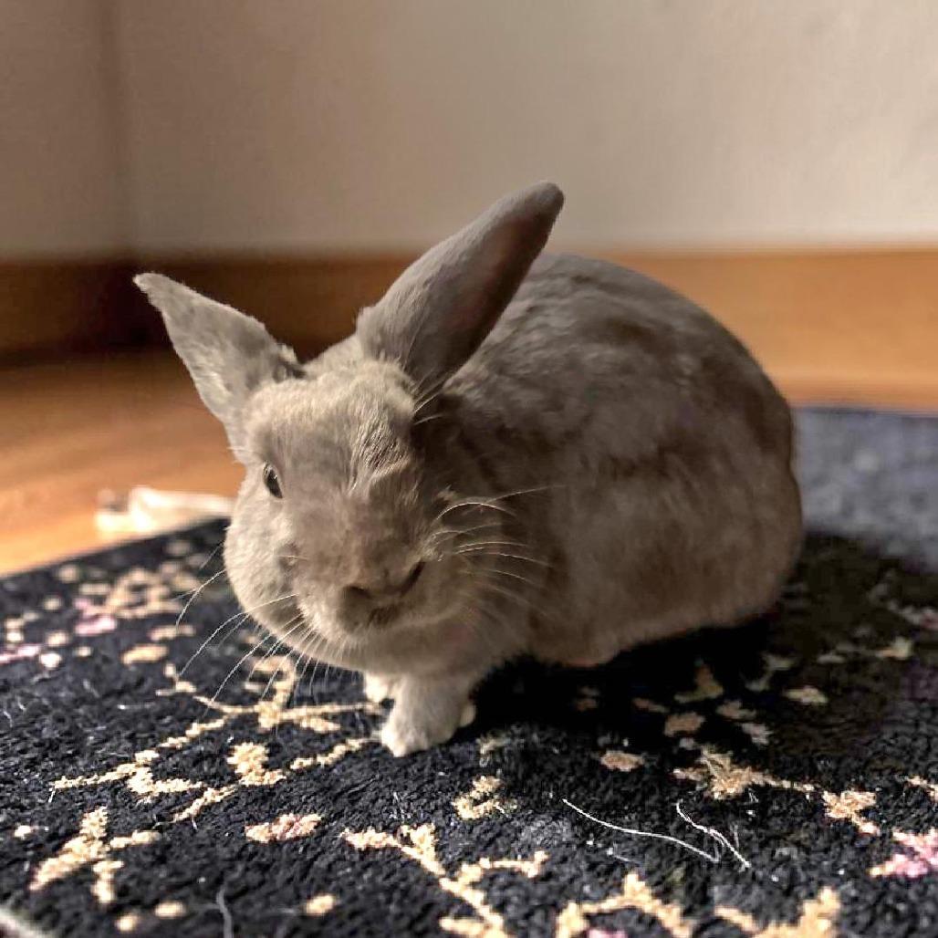 Cinder, a Adoptable mixed breed in Murrieta, CA image 2/5