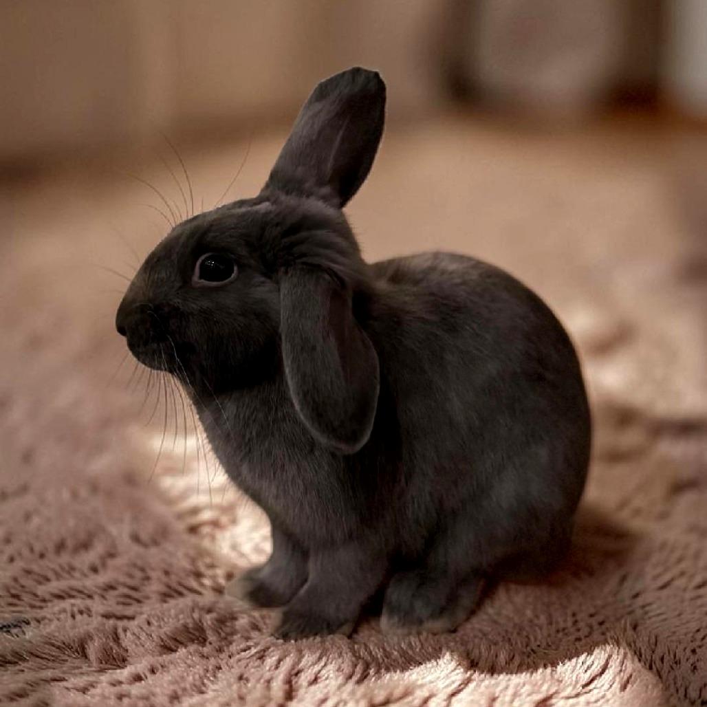 Cinder, a Adoptable mixed breed in Murrieta, CA image 4/5