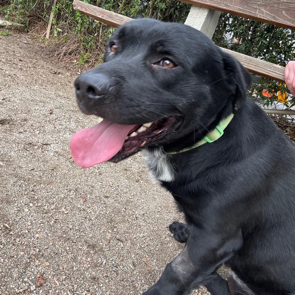 Kickstand, Adoptable, Young Male Black Labrador Retriever & Basset Hound.