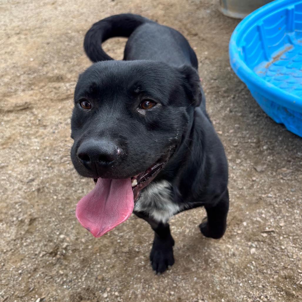 Kickstand, a Adoptable mixed breed in Naperville, IL image 2/5