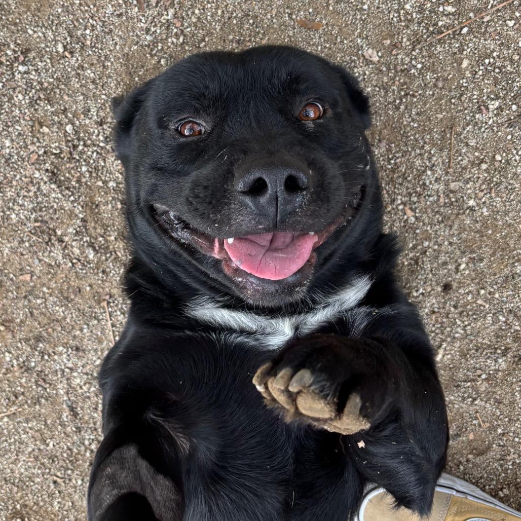 Kickstand, a Adoptable mixed breed in Naperville, IL image 3/5