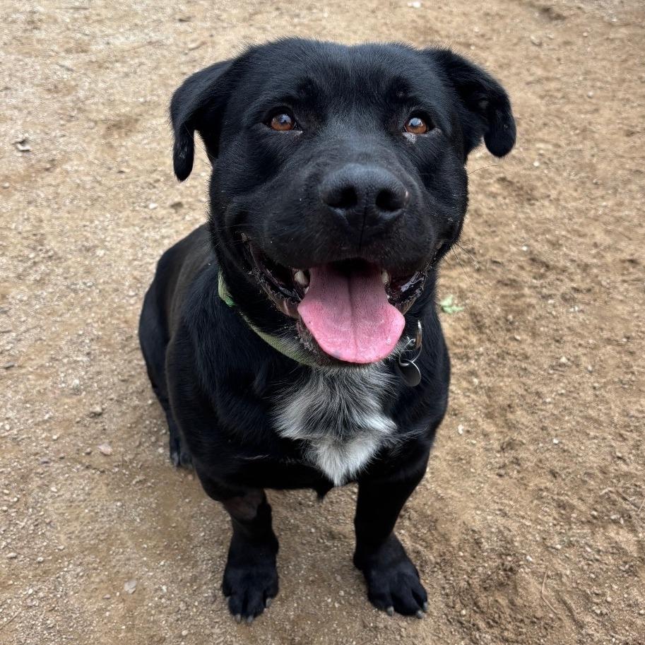 Kickstand, a Adoptable mixed breed in Naperville, IL image 4/5