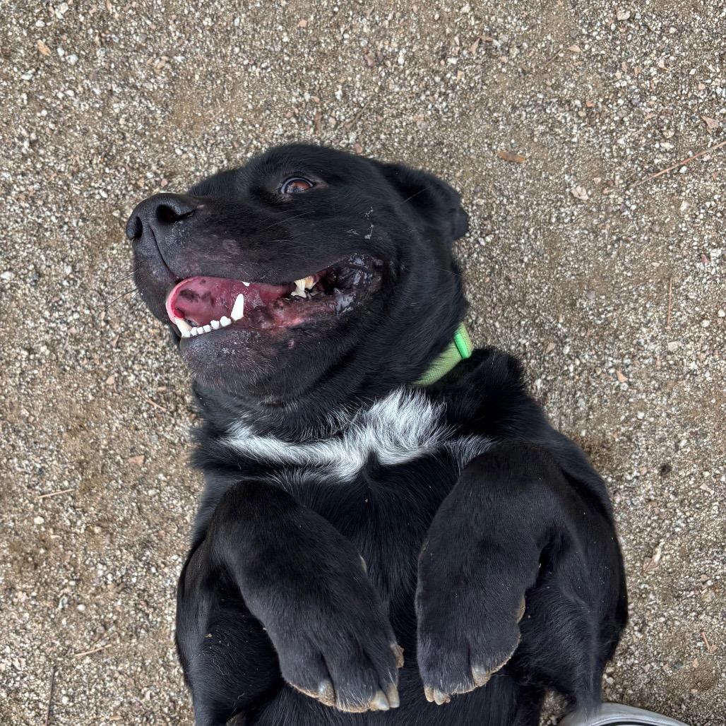 Kickstand, a Adoptable mixed breed in Naperville, IL image 5/5