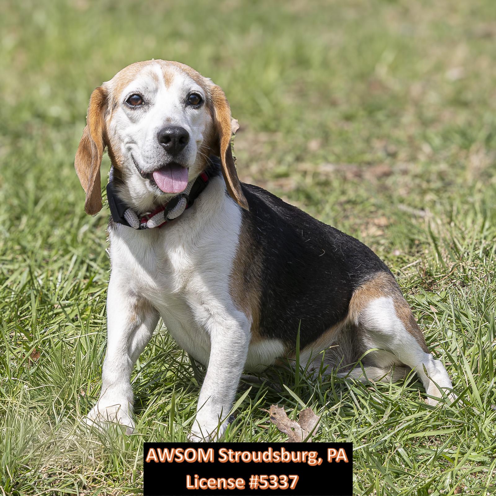 Enlarge Sam, an adopted mixed breed in Stroudsburg, PA image 1/3