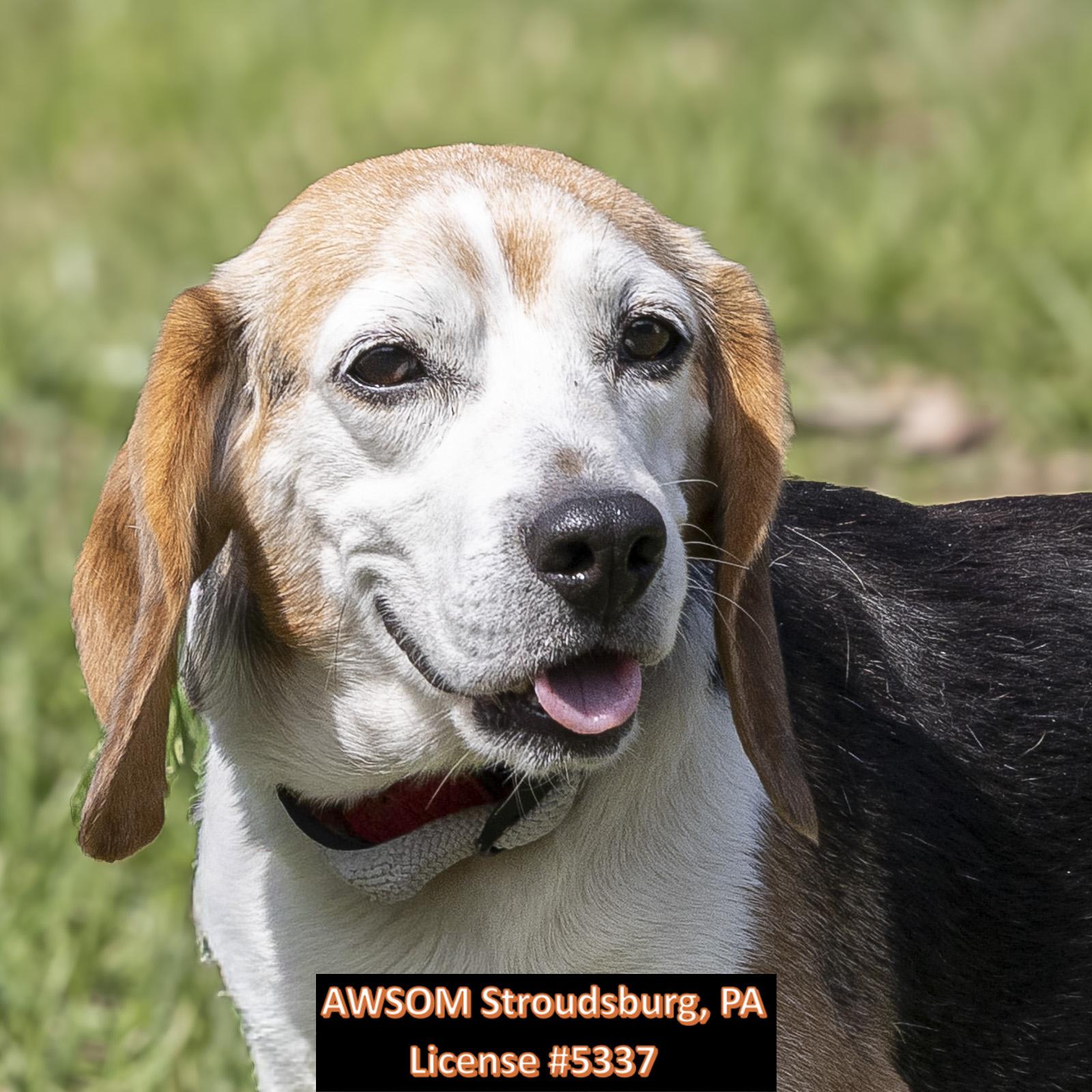 Enlarge Sam, an adopted mixed breed in Stroudsburg, PA image 3/3