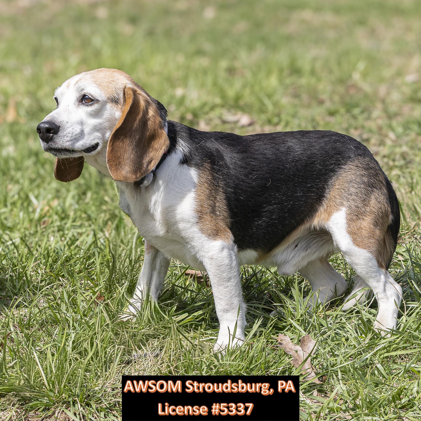 Enlarge Sam, an adopted mixed breed in Stroudsburg, PA image 2/3