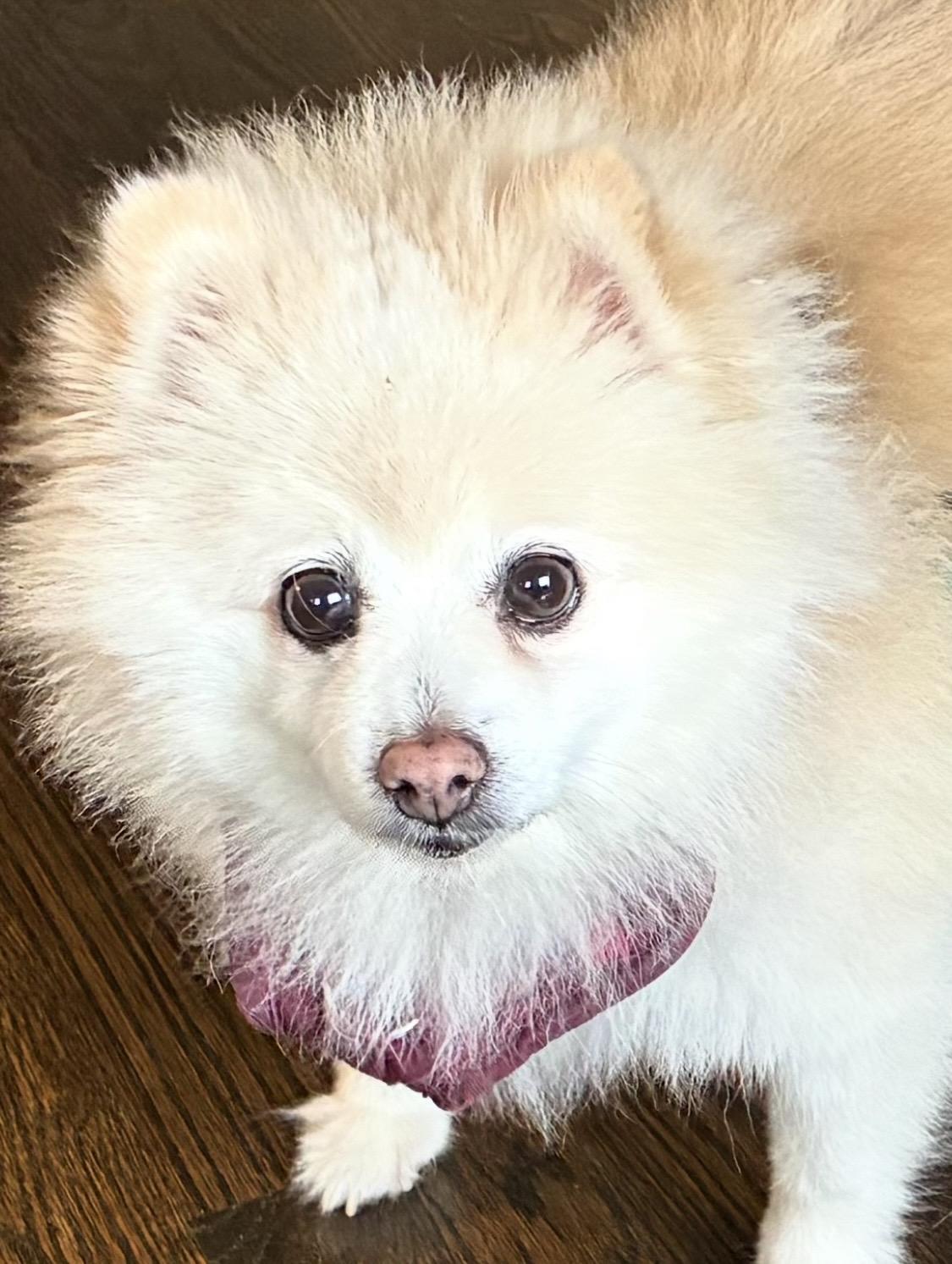 Enlarge Stella, a ADOPTABLE Pomeranian in Franklin, TN image 1/3