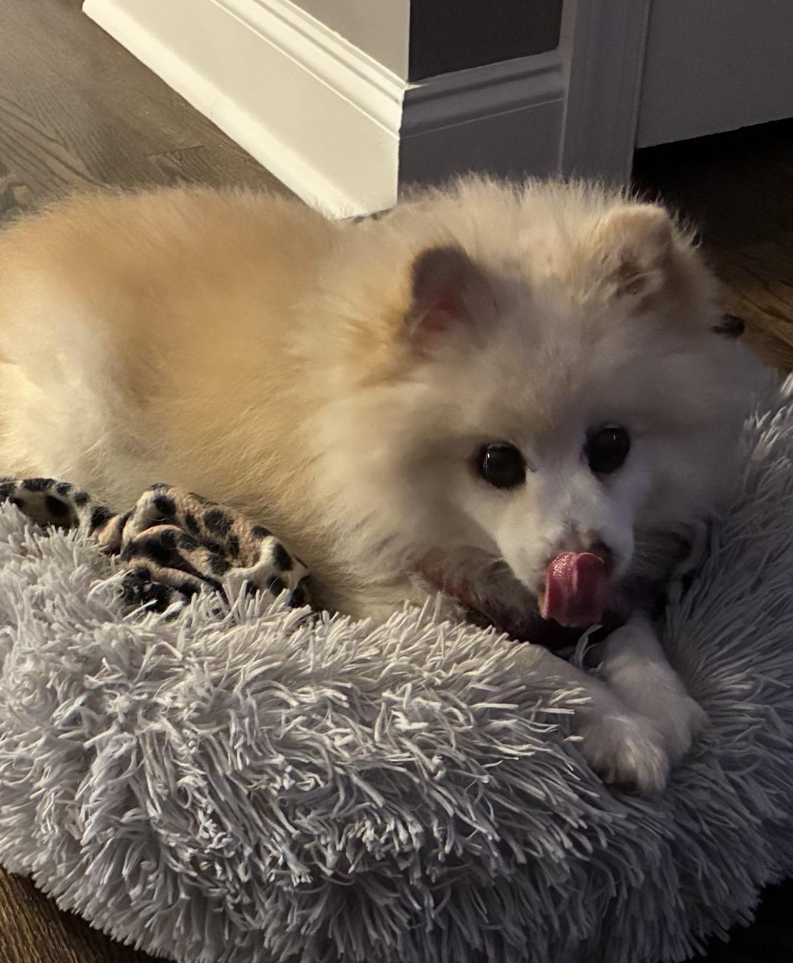 Enlarge Stella, a ADOPTABLE Pomeranian in Franklin, TN image 3/3