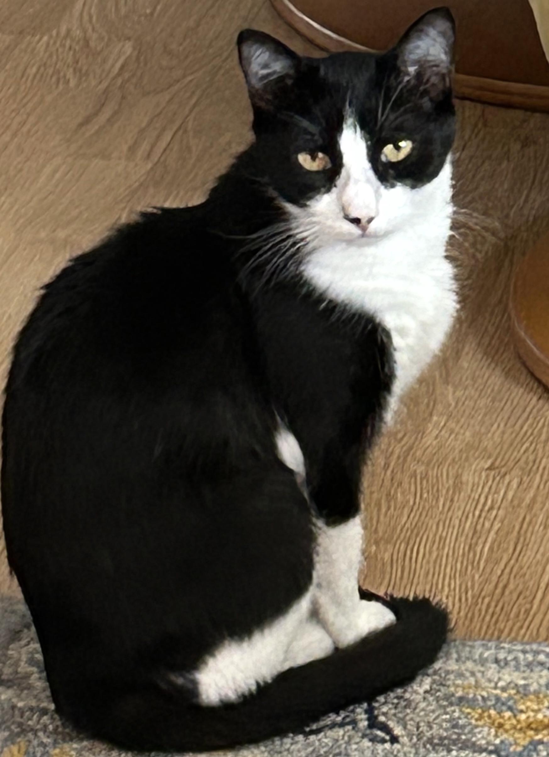 Enlarge Cookie, a Adoptable mixed breed in Sarasota, FL image 1/1