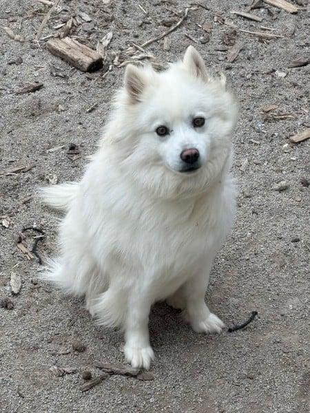 Duke - Adopted!