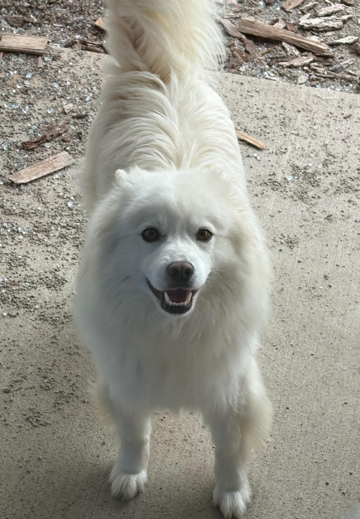 Duke - Adopted!