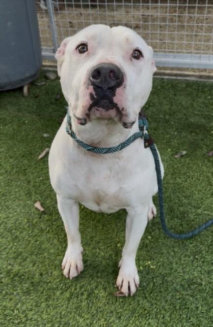 Enlarge ROCKY, a Adoptable Pit Bull Terrier in Van Nuys, CA image 1/1
