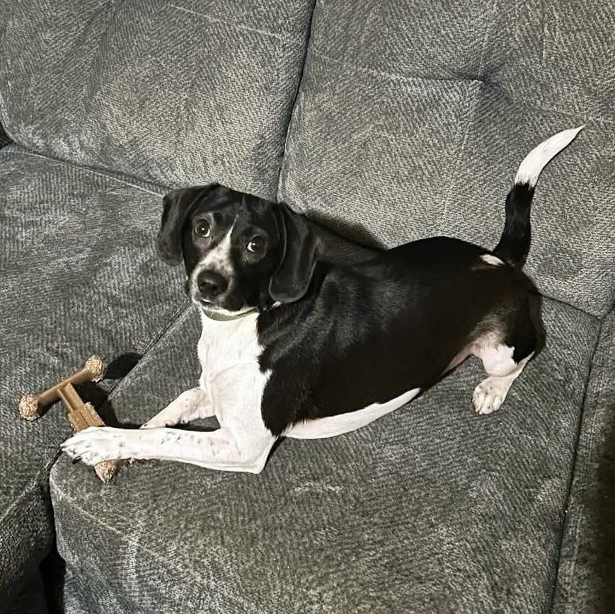 Ruger (Community Assist), an adopted Beagle in Marion, NC image 2/3