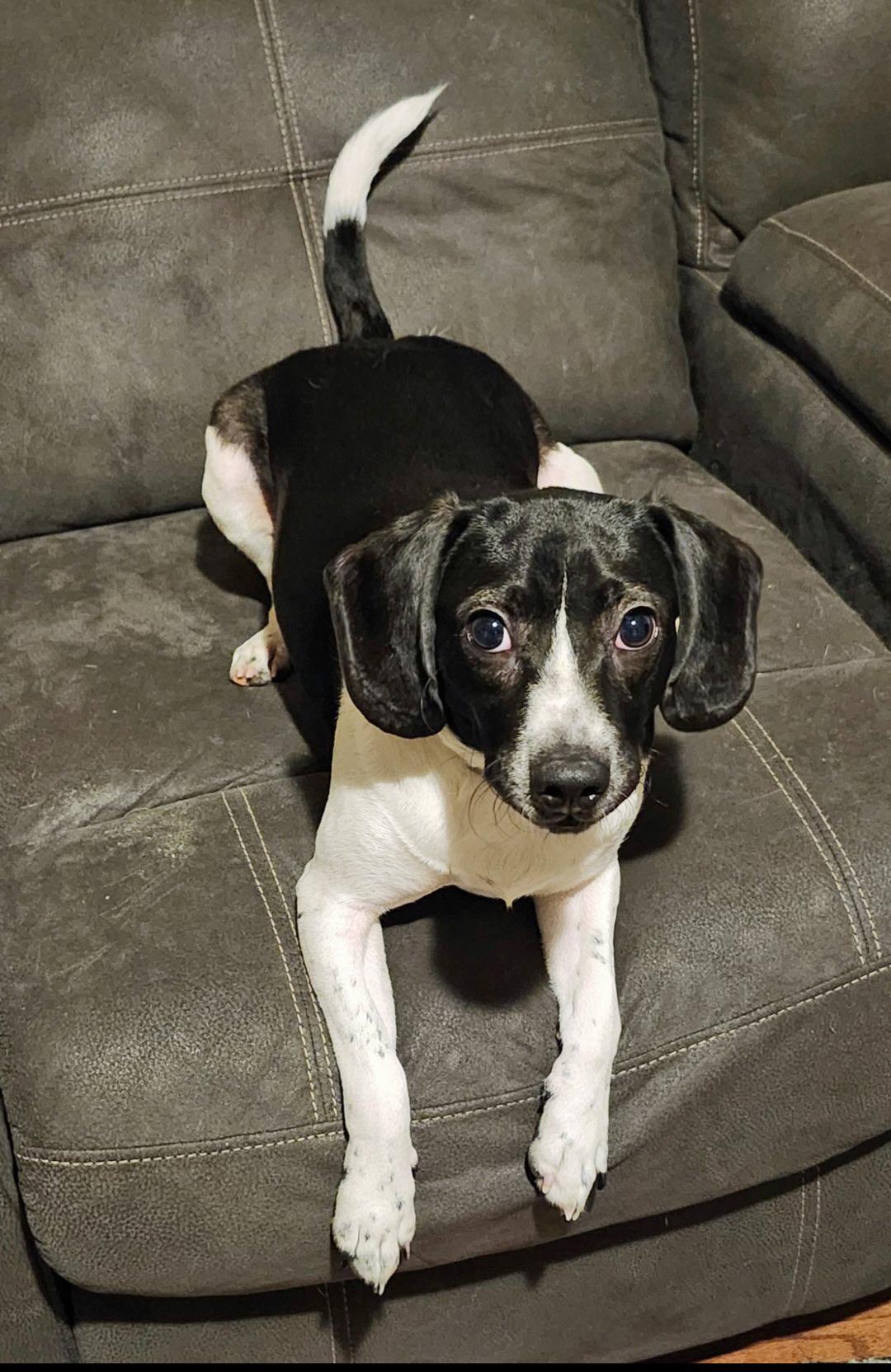 Ruger (Community Assist), adopted, Adult Male Beagle.
