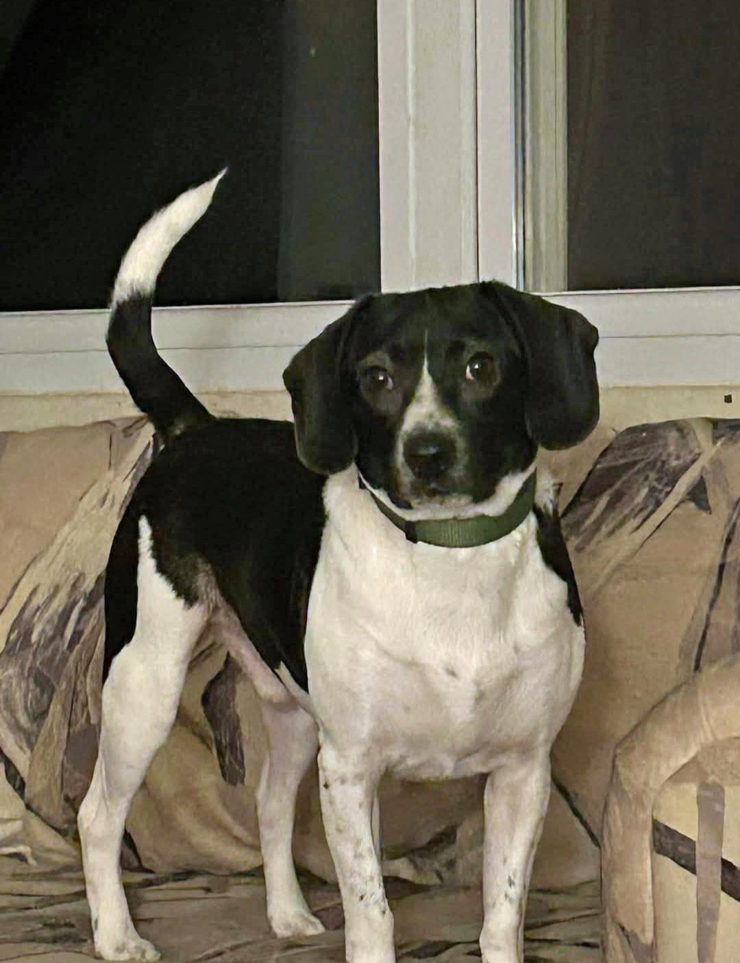 Ruger (Community Assist), an adopted Beagle in Marion, NC image 3/3