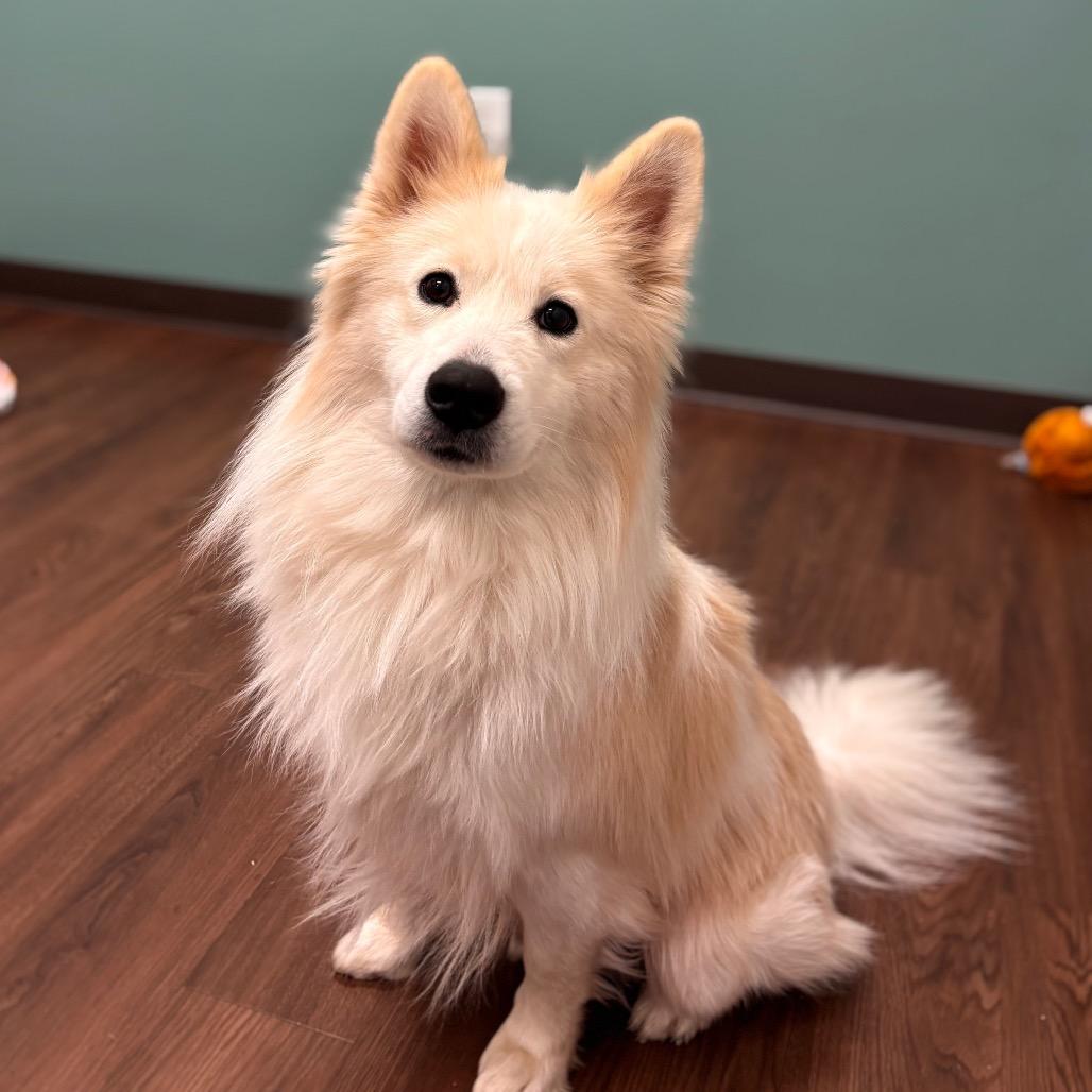 Wookie, a Adoptable mixed breed in Nashville, IN image 1/6