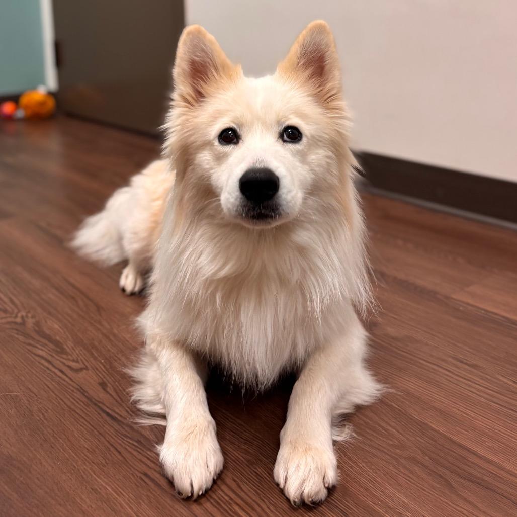 Wookie, a Adoptable mixed breed in Nashville, IN image 2/6