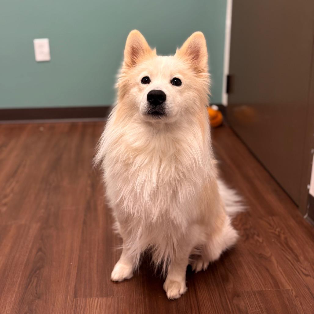 Wookie, a Adoptable mixed breed in Nashville, IN image 3/6