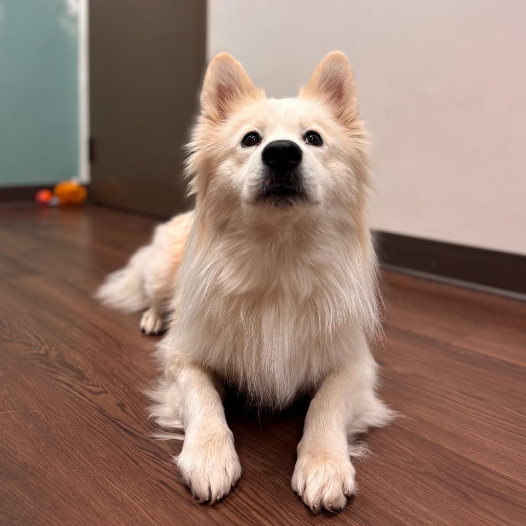 Wookie, a Adoptable mixed breed in Nashville, IN image 6/6
