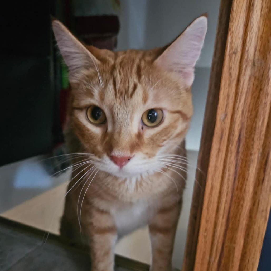 Enlarge Tiger, a Adoptable Domestic Short Hair in LYLE, MN image 1/2