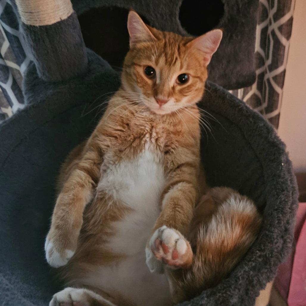 Enlarge Tiger, a Adoptable Domestic Short Hair in LYLE, MN image 2/2