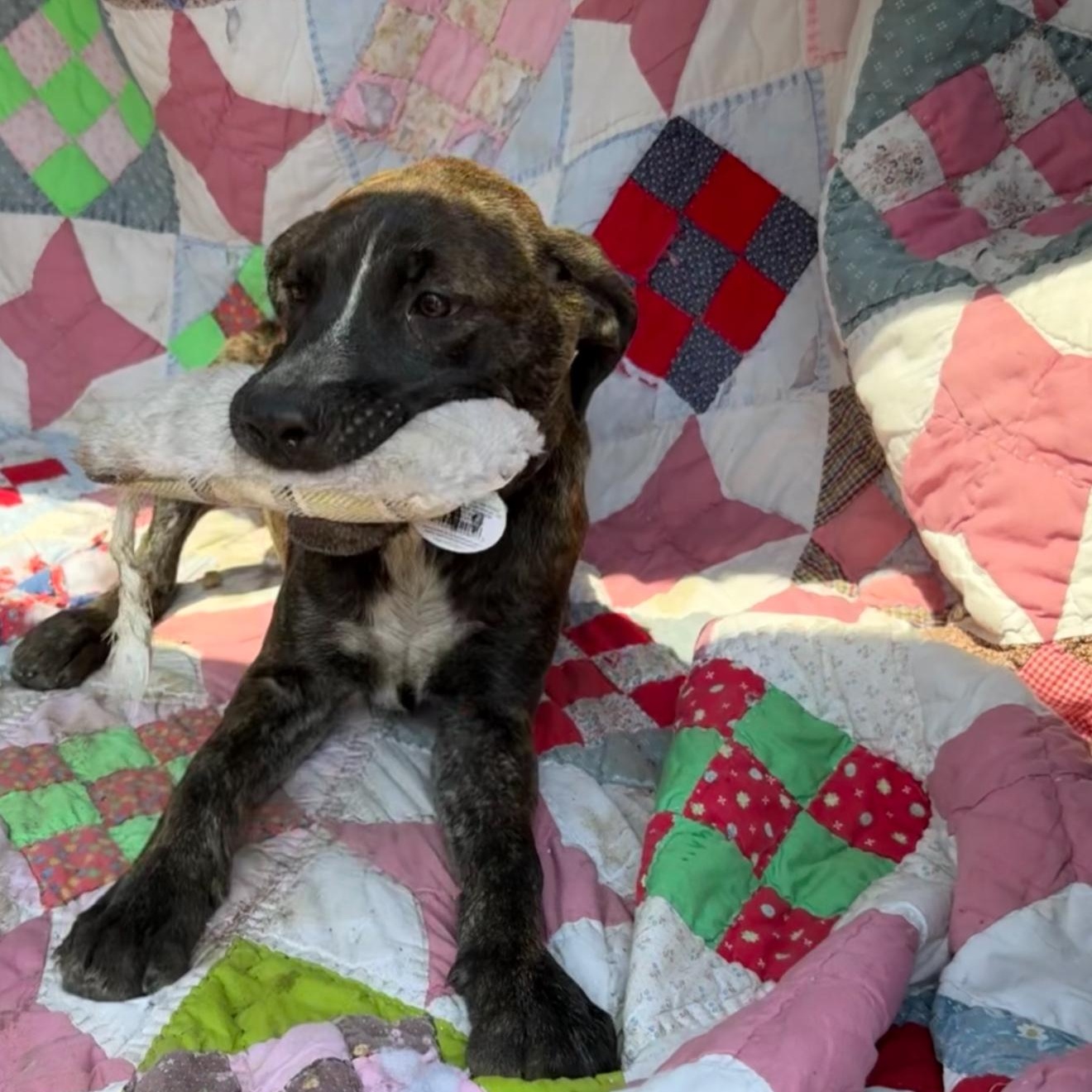 Pebbles, a Adoptable mixed breed in McKinney, TX image 3/3