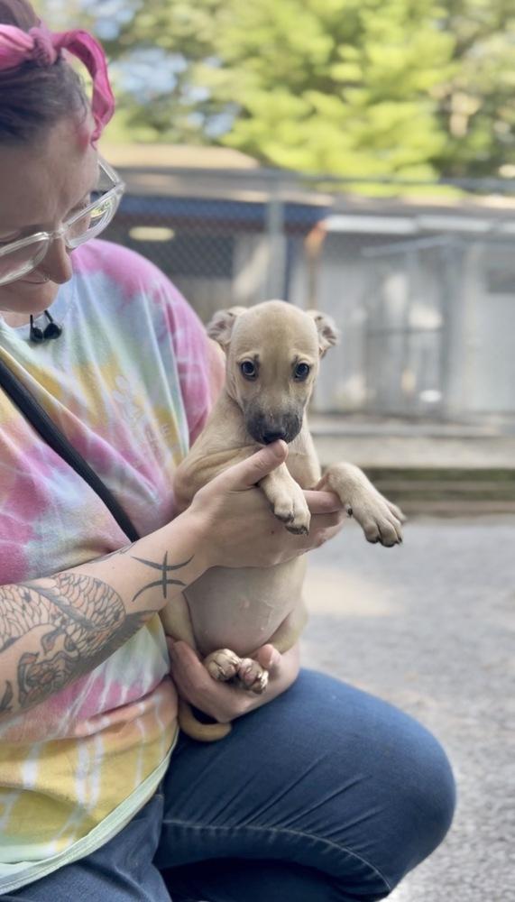June Bug, Adoptable, Puppy Female Mixed Breed.
