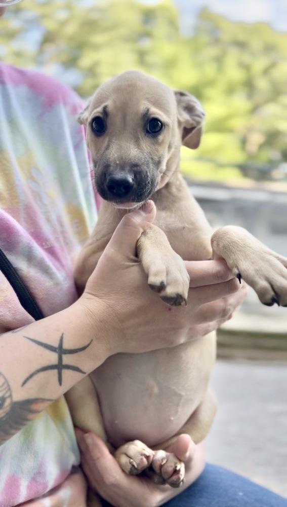 Enlarge June Bug, a Adoptable mixed breed in Muskegon, MI image 2/4