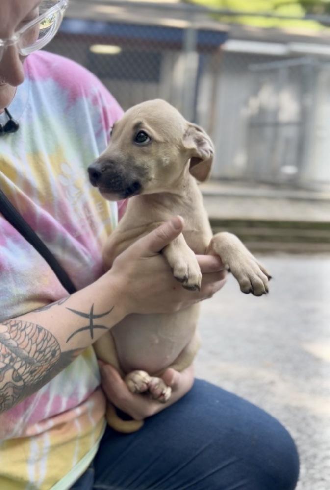 Enlarge June Bug, a Adoptable mixed breed in Muskegon, MI image 3/4