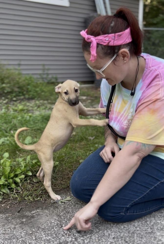 Enlarge June Bug, a Adoptable mixed breed in Muskegon, MI image 4/4