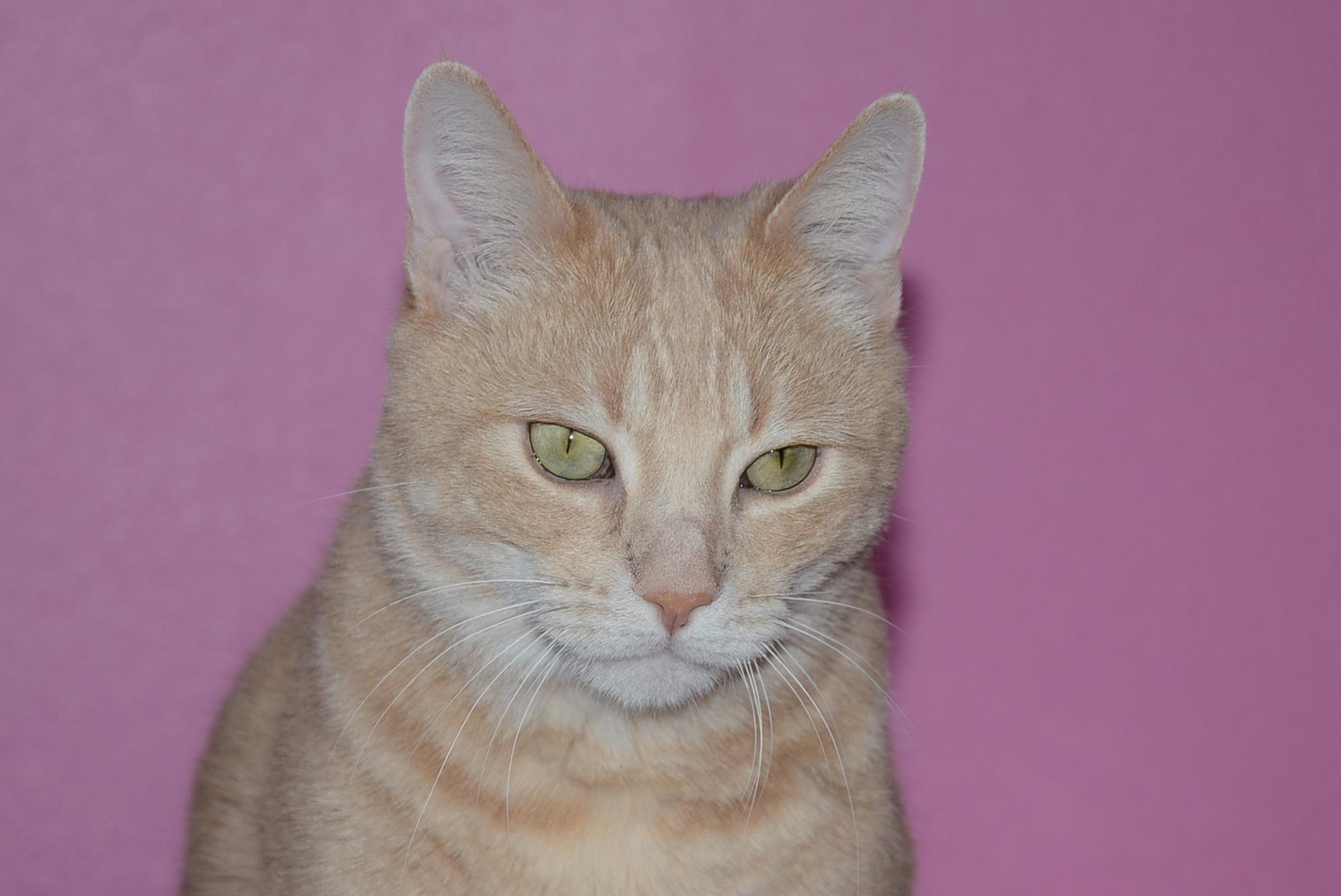 Enlarge Hobbes, a Adoptable Tabby in Woodland Hills, CA image 1/1