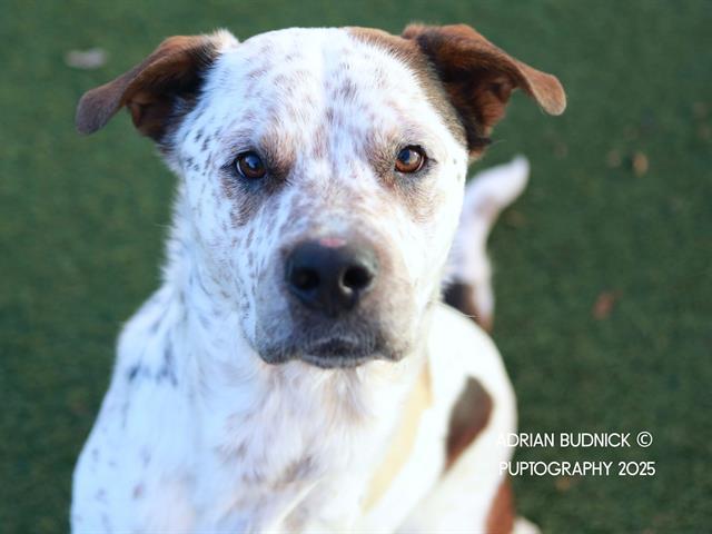 LIEUTENANT DAN, Adoptable, Adult Male Mixed Breed.