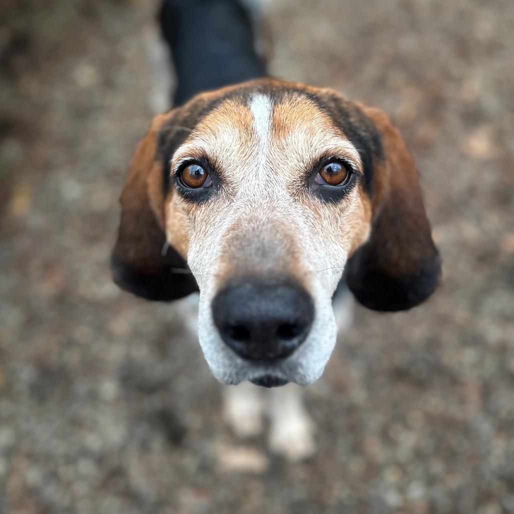 Enlarge Bourbon, a Adoptable Mixed Breed in Fredericksburg, VA image 1/4