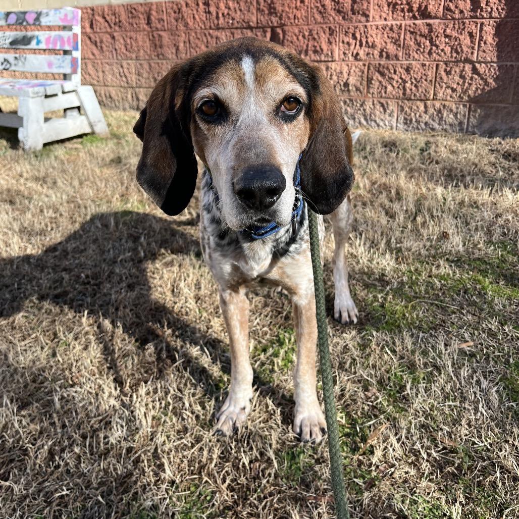 Enlarge Bourbon, a Adoptable Mixed Breed in Fredericksburg, VA image 2/4