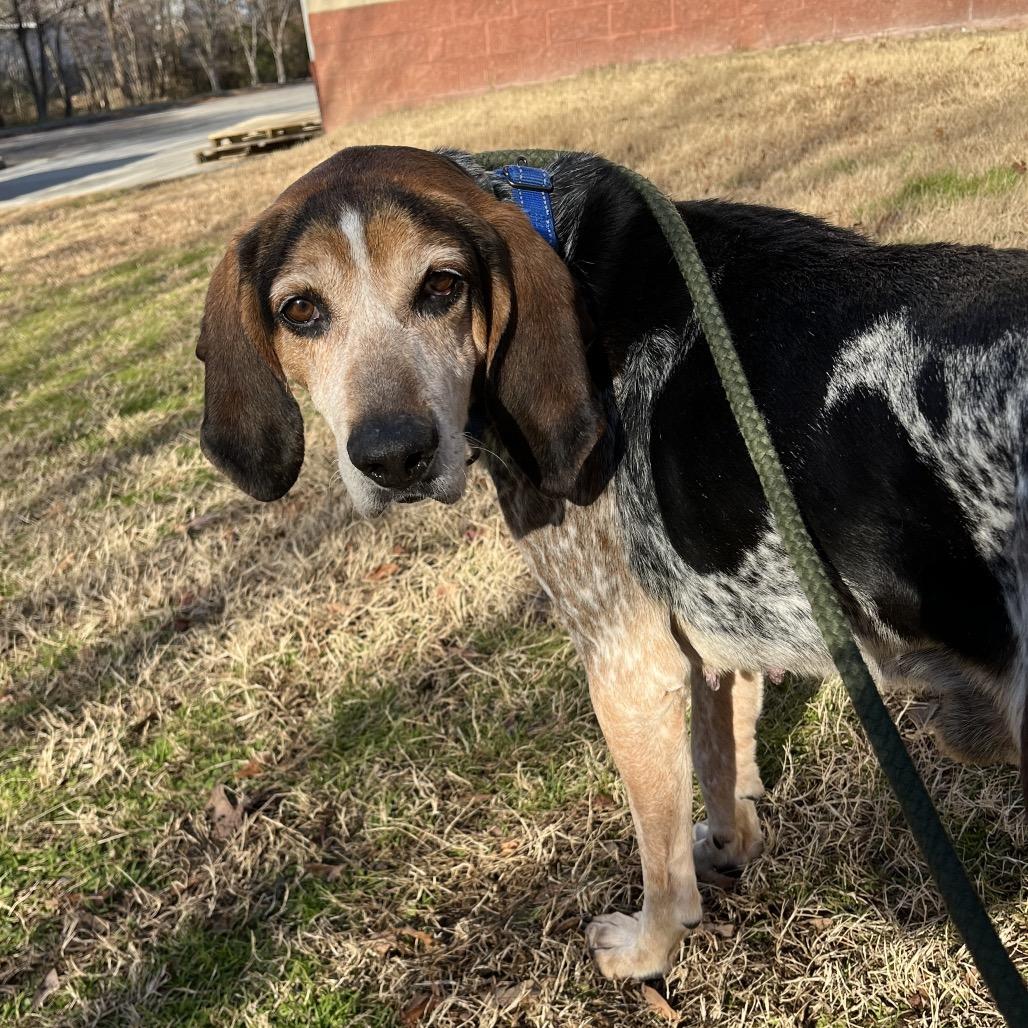 Enlarge Bourbon, a Adoptable Mixed Breed in Fredericksburg, VA image 3/4
