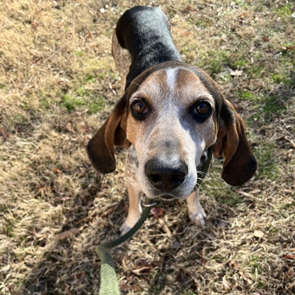 Enlarge Bourbon, a Adoptable Mixed Breed in Fredericksburg, VA image 4/4