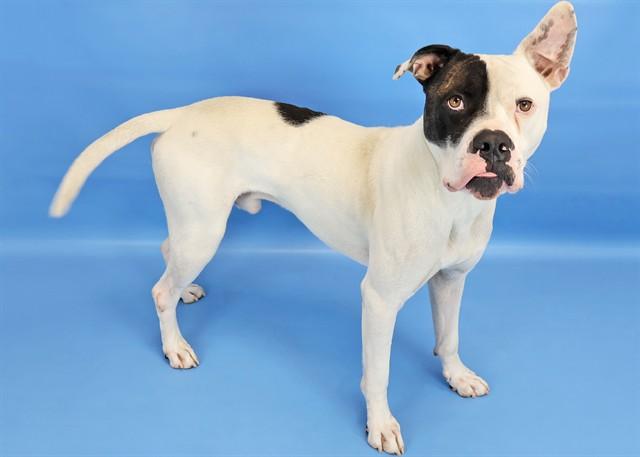 DEREK, Adoptable, Young Male American Bulldog & Mixed Breed.