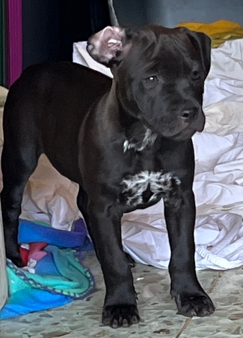 1 M/2 F blue nose pit/dachshund puppies photo 5