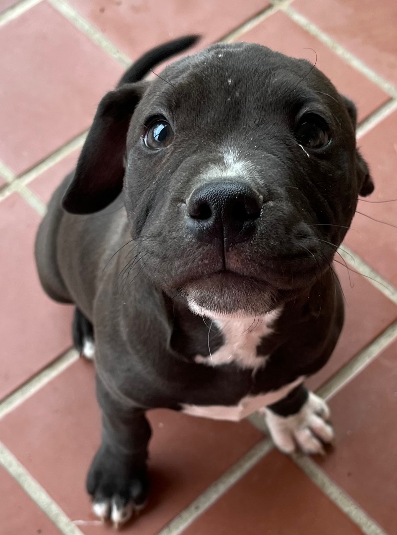 1 M/2 F blue nose pit/dachshund puppies photo 3