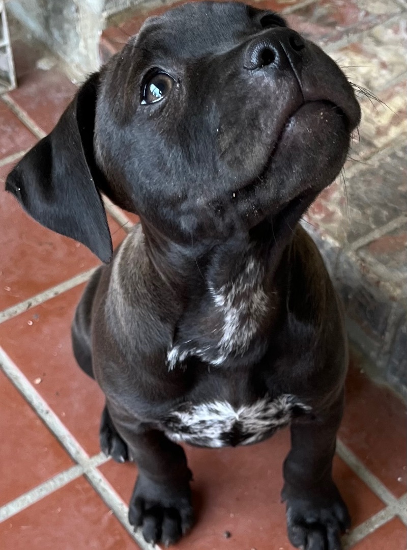 1 M/2 F blue nose pit/dachshund puppies photo 6