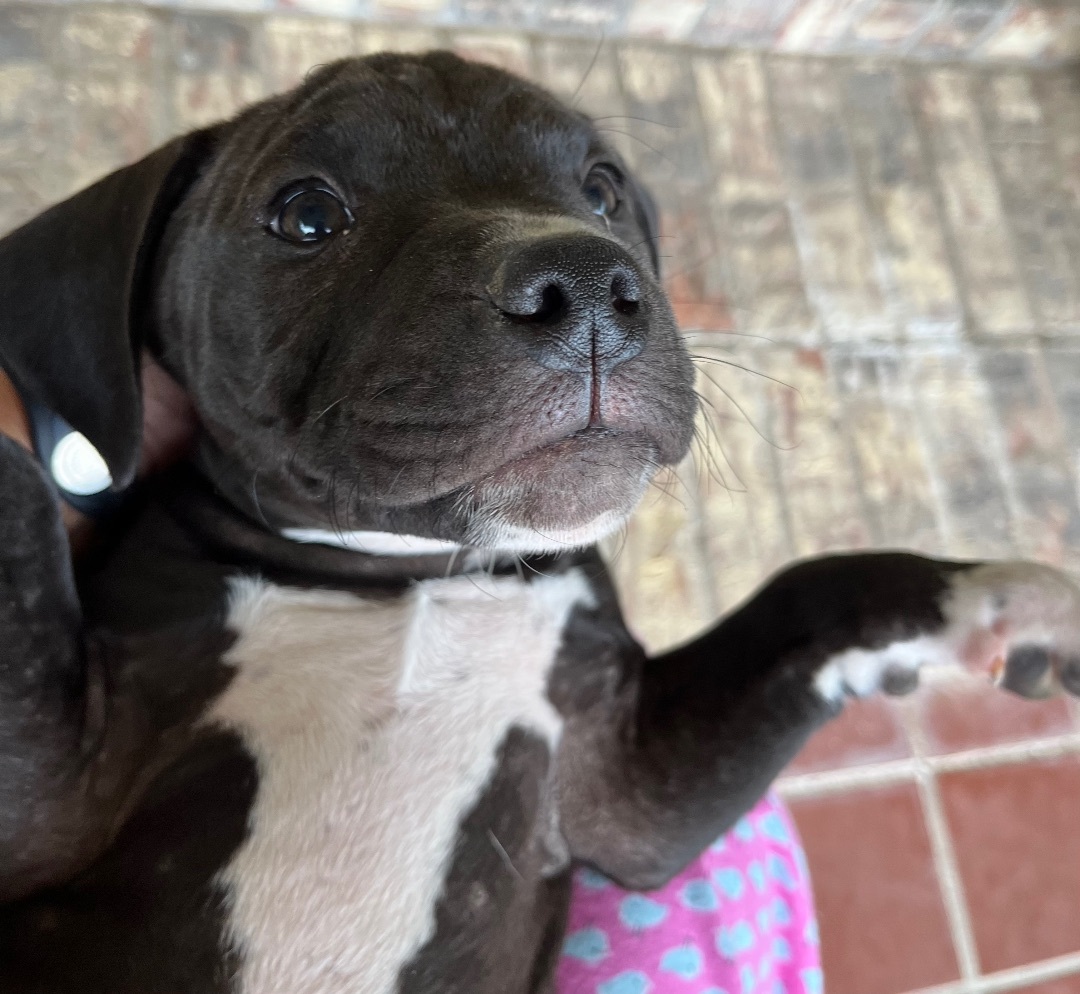 1 M/2 F blue nose pit/dachshund puppies photo 1